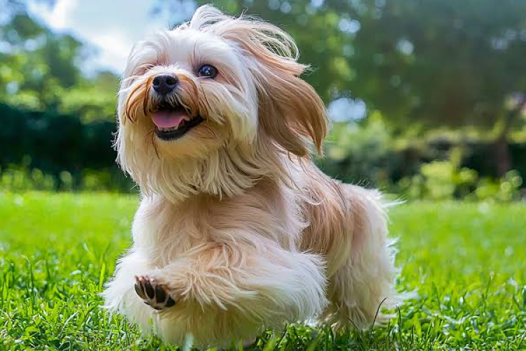 Bichon találkozóra várják az érdeklődőket