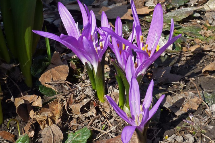 Itt az év első egyhajúvirága