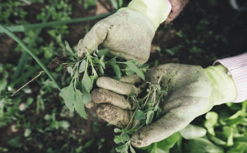 Örülhetnek az őstermelők, változnak az adószabályok