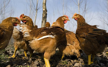 Bács-Kiskun megyében is megjelent a madárinfluenza