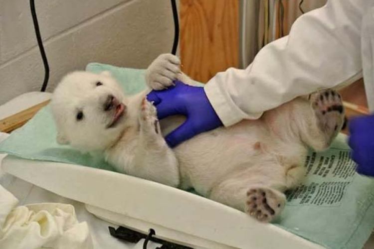 Imádnivaló jegesmedvebocs az internetezők új kedvence