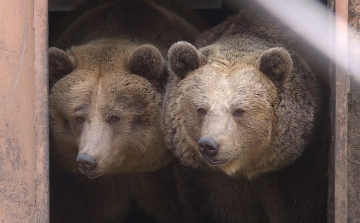 Előbújtak a medvék a Szegedi Vadasparkban