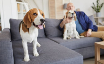 Miért gyógyulnak meg hamarabb a kutyatartók?