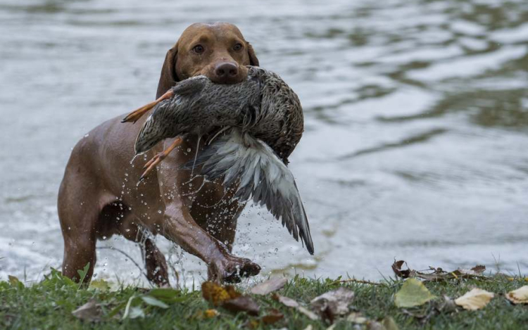 A magyar ebfajták tartóit támogatják