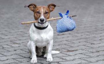 Nem vonatkozik a kijárási tilalom az állatvédőkre szilveszter éjszaka