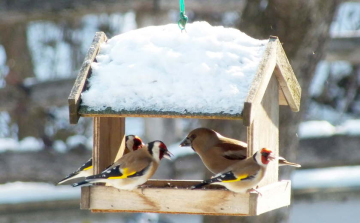 Legalább négy oka van, hogy hetek óta üresek a madáretetők