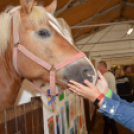 Tömegeket vonzott a Mezgé piknikje a tangazdaságba