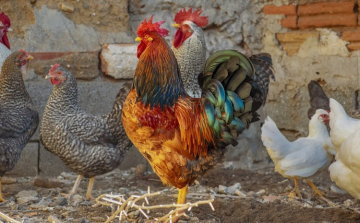 Az országos főállatorvos elrendelte a baromfik zártan tartását