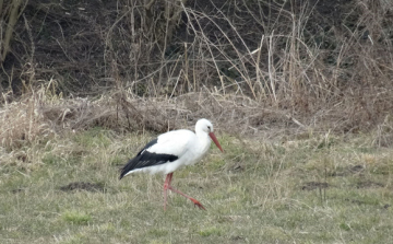 Az első gólya már hazaérkezett Magyarországra