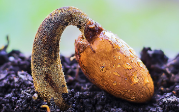 Veszélyt hordozó, kéretlen vetőmagcsomagok a postaládákban