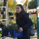 Őszi virágvásárt tartottak a városközpontban