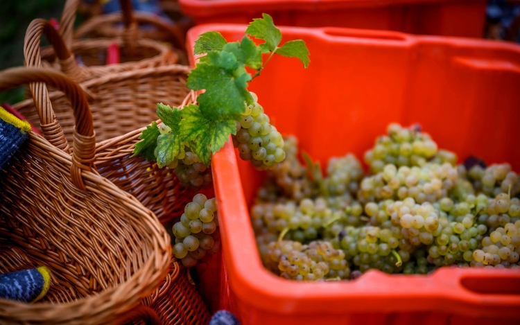 November végéig lehet pályázni a szőlő szerkezetátalakítási támogatásra