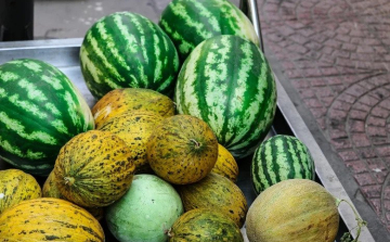 Várhatóan kevesebb dinnye terem idén