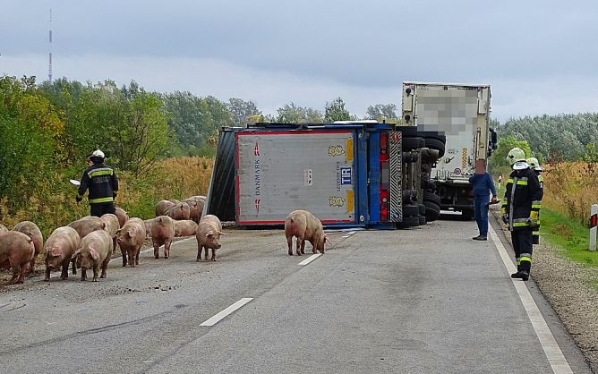 Sertéseket szállító kamion pótkocsija borult fel