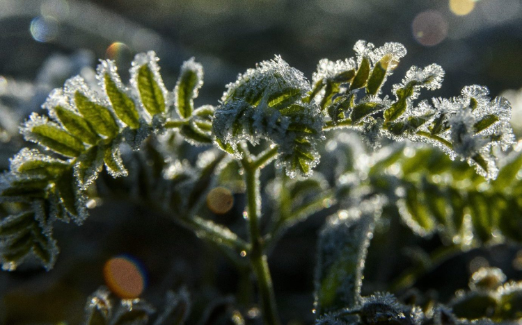 Ideje elzárni a kerti csapot – jönnek az éjszakai fagyok