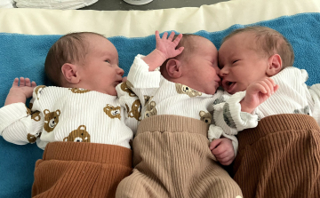 A gólyák nem pihennek - újabb hármasikrek látták meg a napvilágot Kecskeméten