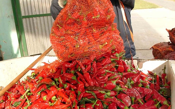 170 millió forint támogatást kapnak a fűszerpaprika-termesztők