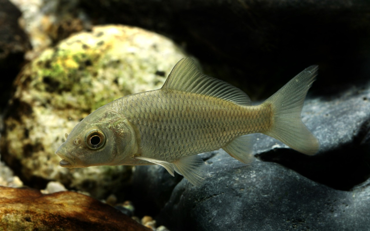 Drámai, ami az édesvízi halakkal történik