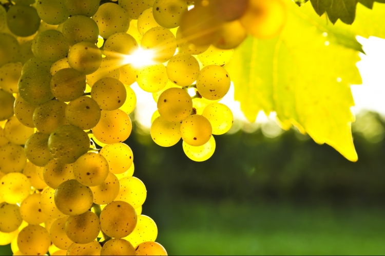 Tokaj-Hegyalján jó minőségű szőlőre számítanak