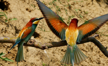 Példaértékű összefogás Kiskunfélegyházán a gyurgyalagok megóvásáért