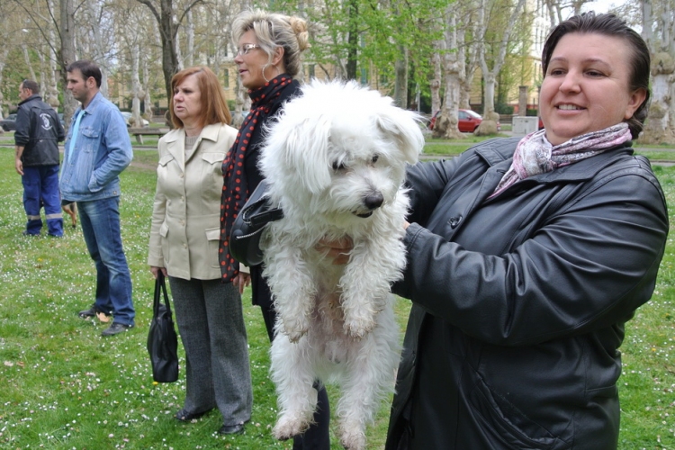 A kutyáké volt a főszerep