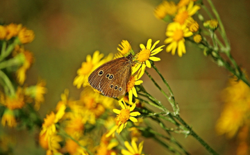 Erős parlagfűszezon közeleg