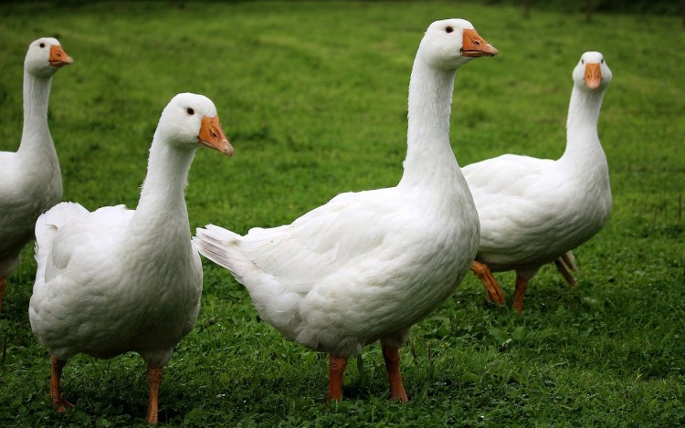 Szigorú intézkedéseket vezettek be, hogy megelőzzék a madárinfluenza újbóli elterjedését