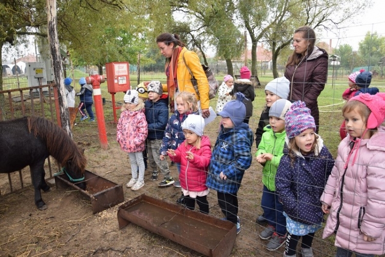 Kisállat ökoparkot adtak át Petőfiszálláson