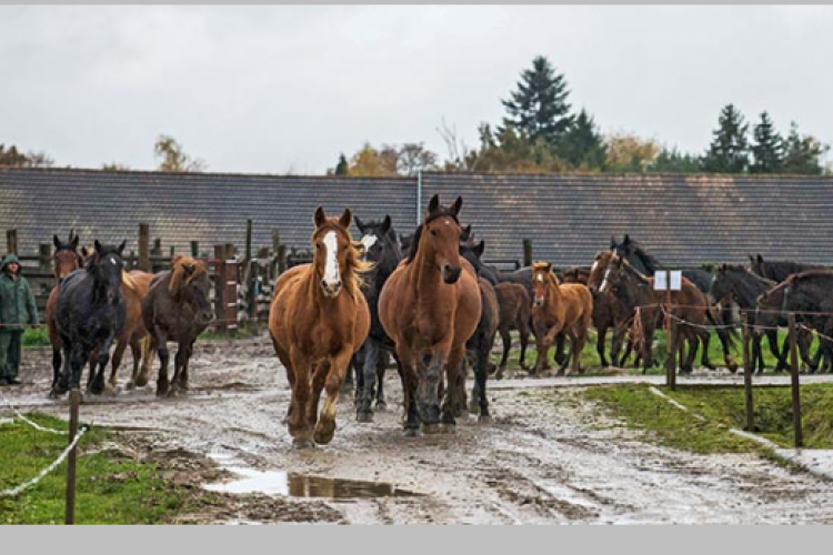 Igában verhetetlen, munkabírása legendás