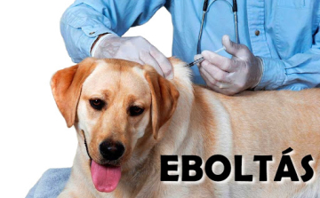 Eboltás Kiskunfélegyházán