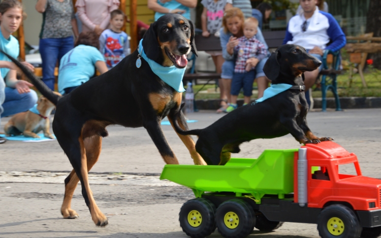 Kutyasuli, kutyasimogató a libafesztiválon