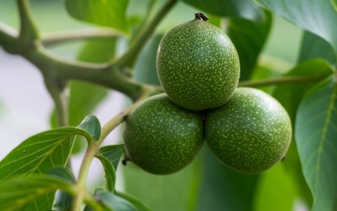 Zöld dió: nagymamáink féltve őrzött kincse