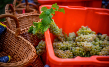 November végéig lehet pályázni a szőlő szerkezetátalakítási támogatásra