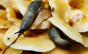 Új kártevők jelentek meg itthon