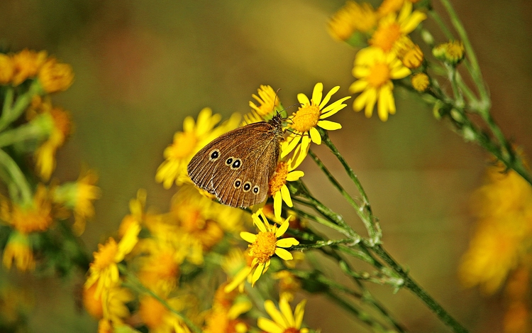 Erős parlagfűszezon közeleg