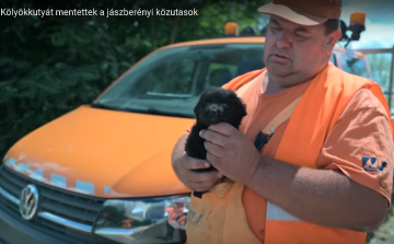 Kölyökkutyát mentettek a közutasok