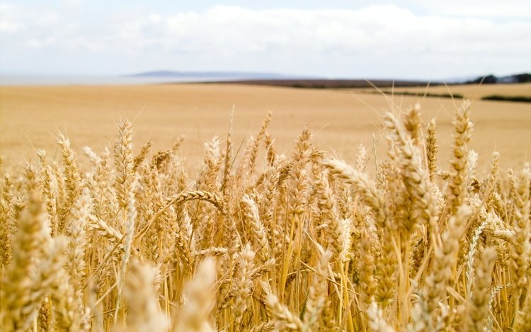 Sajtótájékoztató a műtrágya helyzetről a Bács-Kiskun megyei Agrárkamarában